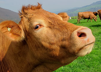 Close-up of a brown cow in a green meadow