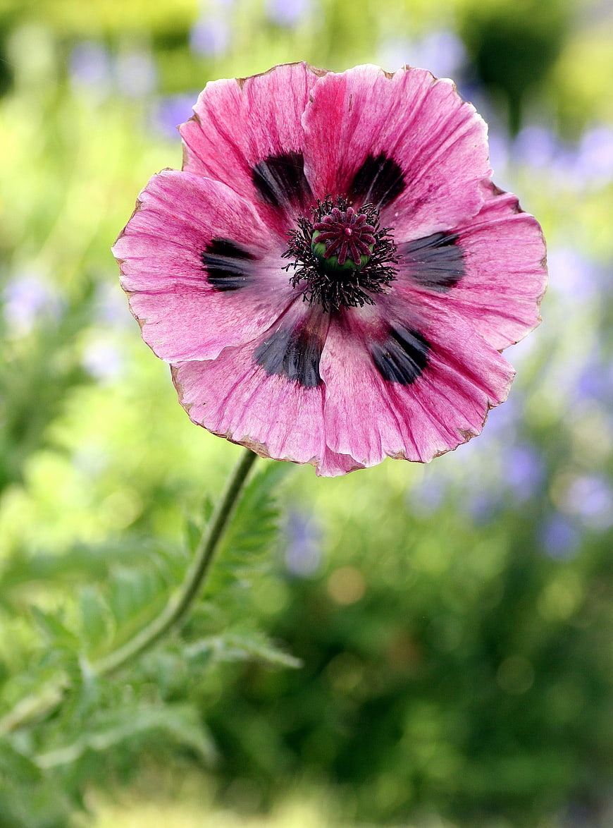 Pink Poppy Flower Close-Up With Dark Center And Green Garden Background