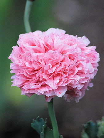 Close-up of a vibrant pink double poppy flower