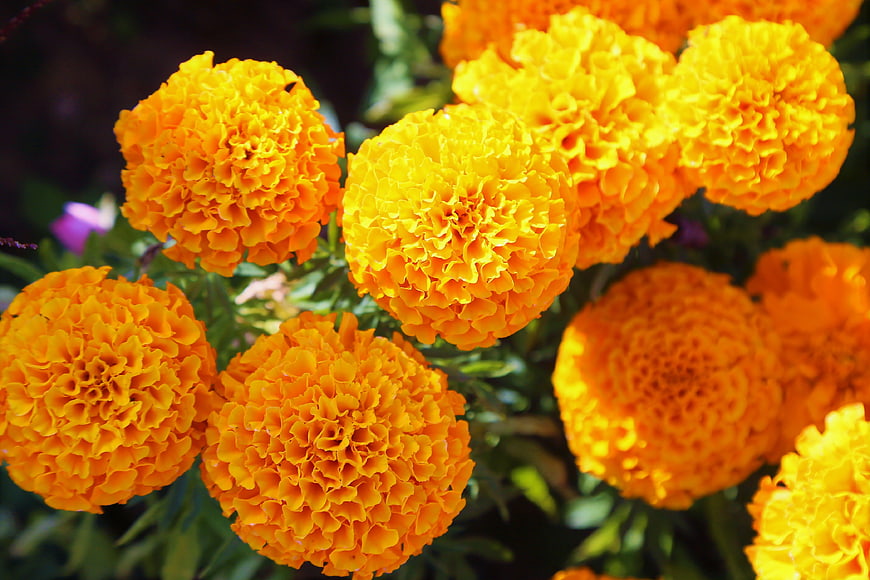 Vibrant Orange Marigold Flowers in Sunlight