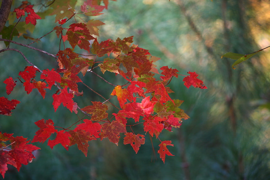 Vibrant Red Maple Leaves on Branch Against Blurred Forest Background