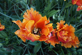 Vibrant Orange Fringed Tulips in Garden