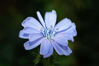 Close-up of a delicate blue chicory flower bloom