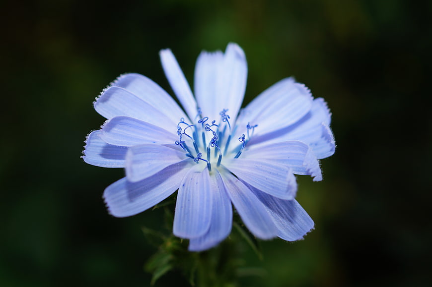 Close-up of a delicate blue chicory flower bloom