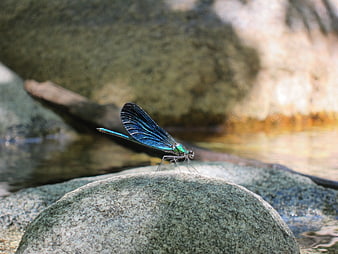 Blue damselfly resting on a rock in a stream