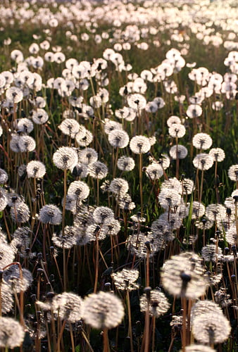 Golden Hour Dandelion Field with Soft Focus