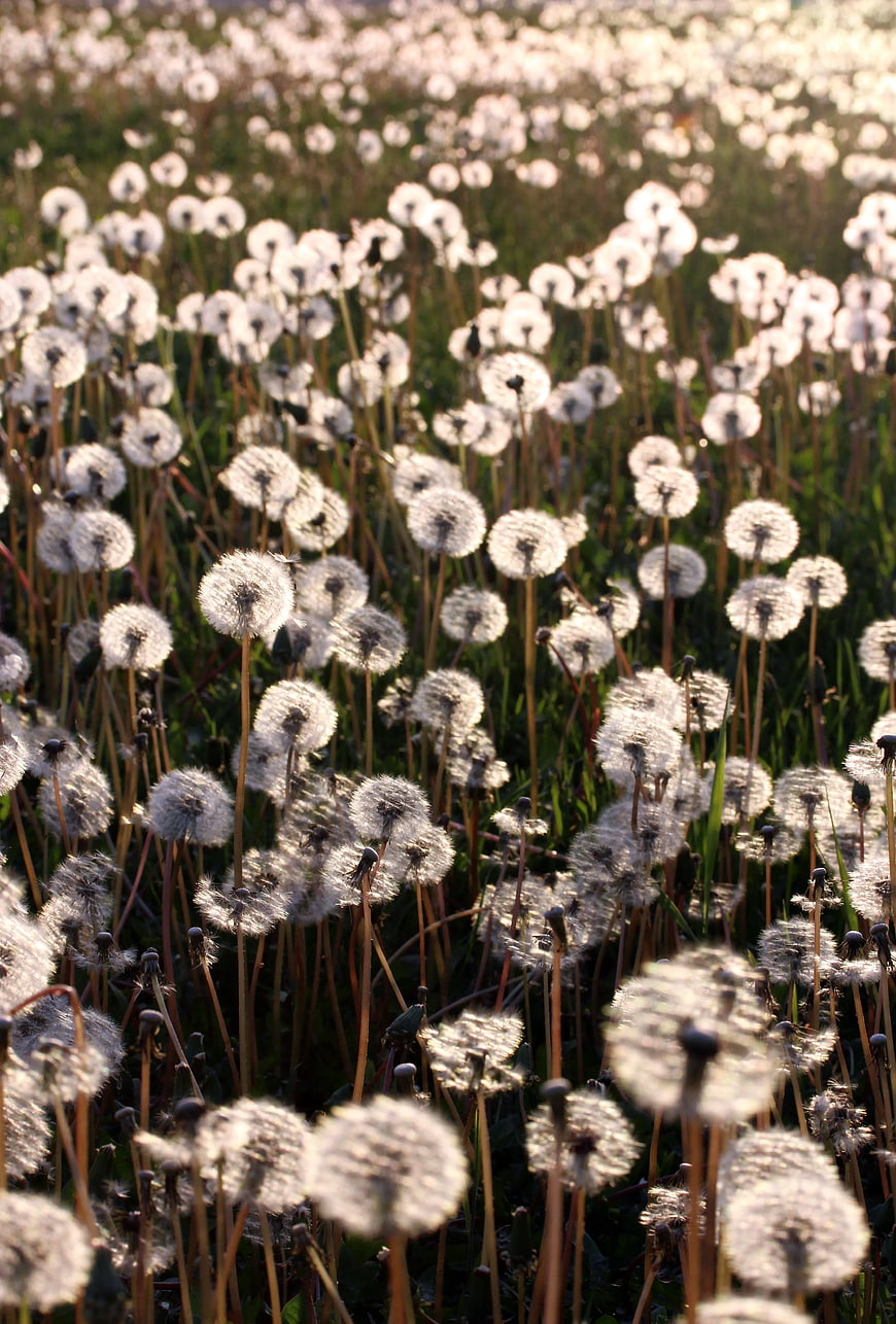 Golden Hour Dandelion Field with Soft Focus