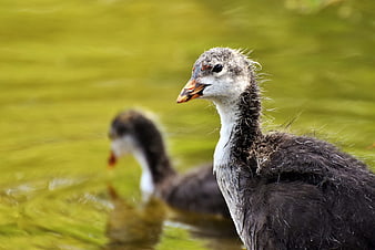 Close-up of a juvenile water bird chick in a green pond