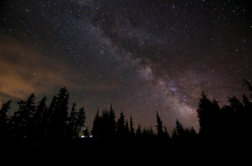 Milky Way Galaxy Over Silhouetted Pine Trees at Night