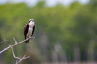 Osprey perched on branch with blurred green background