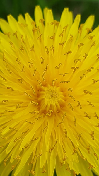 Macro Close-Up of Yellow Dandelion Flower Center