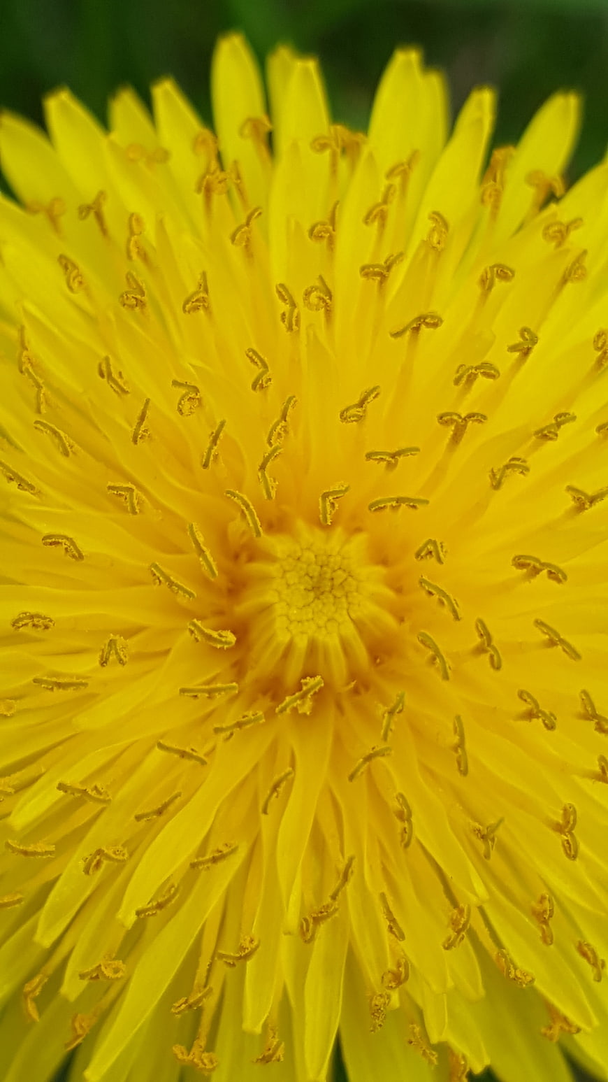 Macro Close-Up of Yellow Dandelion Flower Center