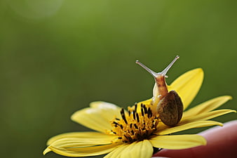 Macro shot of a snail on a yellow flower with green background