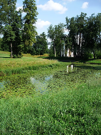 Serene Summer Landscape with Pond, Lush Greenery, and Distant White Building