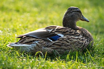 Mallard Duck Resting on Green Grass
