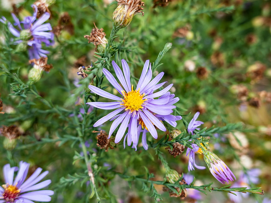 Close-up of Purple Aster Flower with Yellow Center