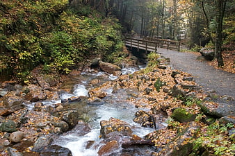 Autumn Stream Flowing Under Wooden Bridge in Forest