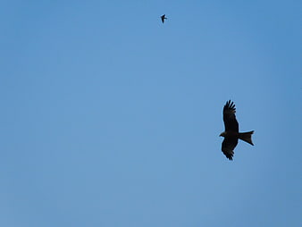 Two birds of prey soaring in a clear blue sky
