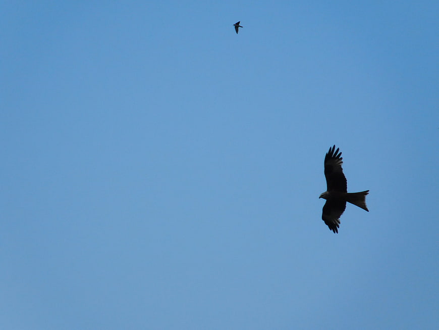Two birds of prey soaring in a clear blue sky