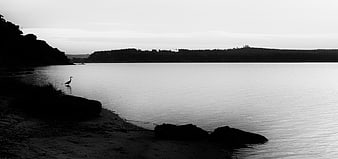 Silhouette of Heron on Riverbank in Black and White