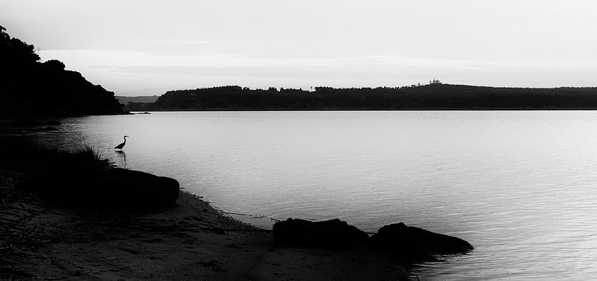 Silhouette of Heron on Riverbank in Black and White
