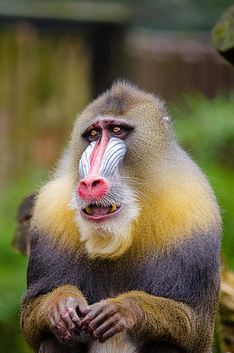 Close-up portrait of a colorful Mandrill monkey