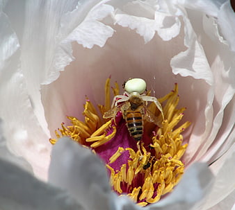 Close-up of a white crab spider hunting a bee on a flower