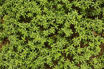 Top-down view of dense green leafy shrub texture