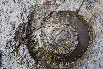 Wet spiral rock pool texture on coastal stone surface