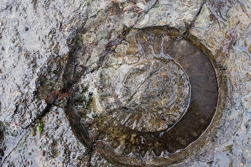 Wet spiral rock pool texture on coastal stone surface