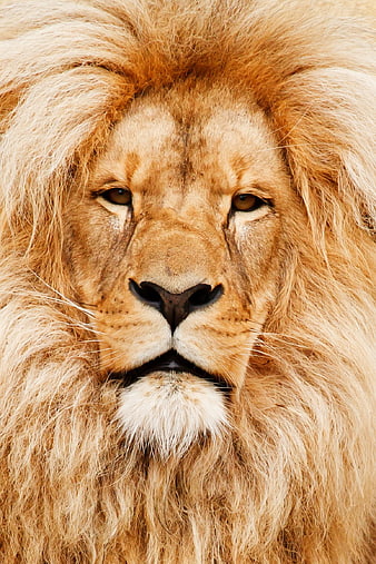 Close-up portrait of a majestic male lion face