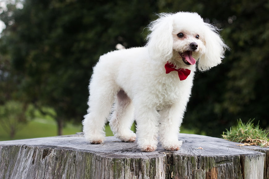 Happy White Poodle Wearing Red Bow Tie Standing On Tree Stump