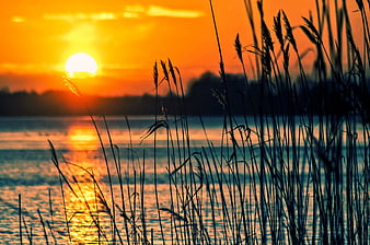 Silhouetted Reeds Against Vibrant Orange Sunset Over Lake