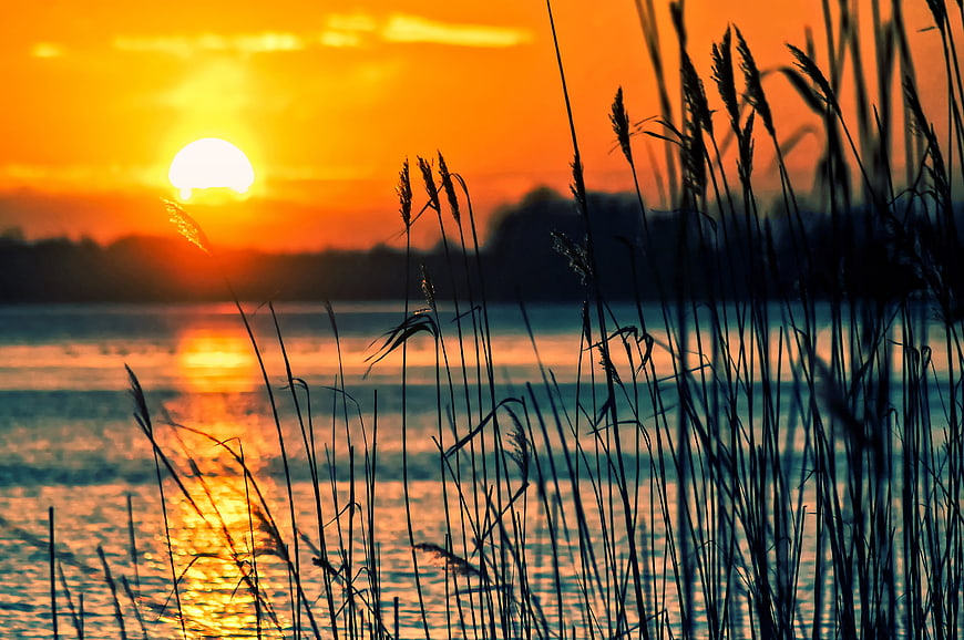 Silhouetted Reeds Against Vibrant Orange Sunset Over Lake