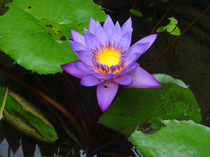 Purple Water Lily with Yellow Center on Green Lily Pads