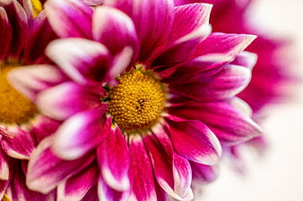Close-up of vibrant pink and white dahlia flower petals