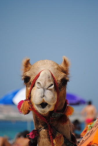 Close-up of a decorated camel head against a blue sky
