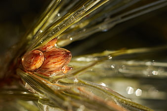 Macro photography of pine needles with water droplets and buds