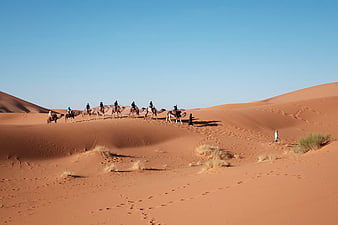 Camel caravan trekking across red sand dunes in the desert