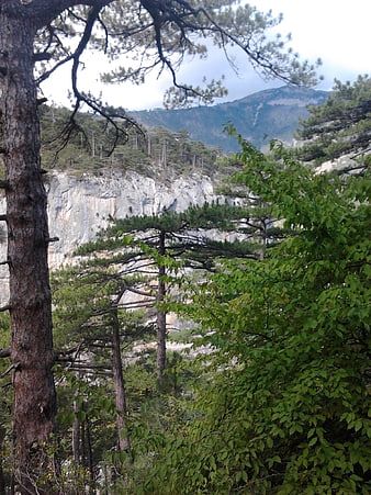 Pine forest landscape with rocky cliff and mountain background