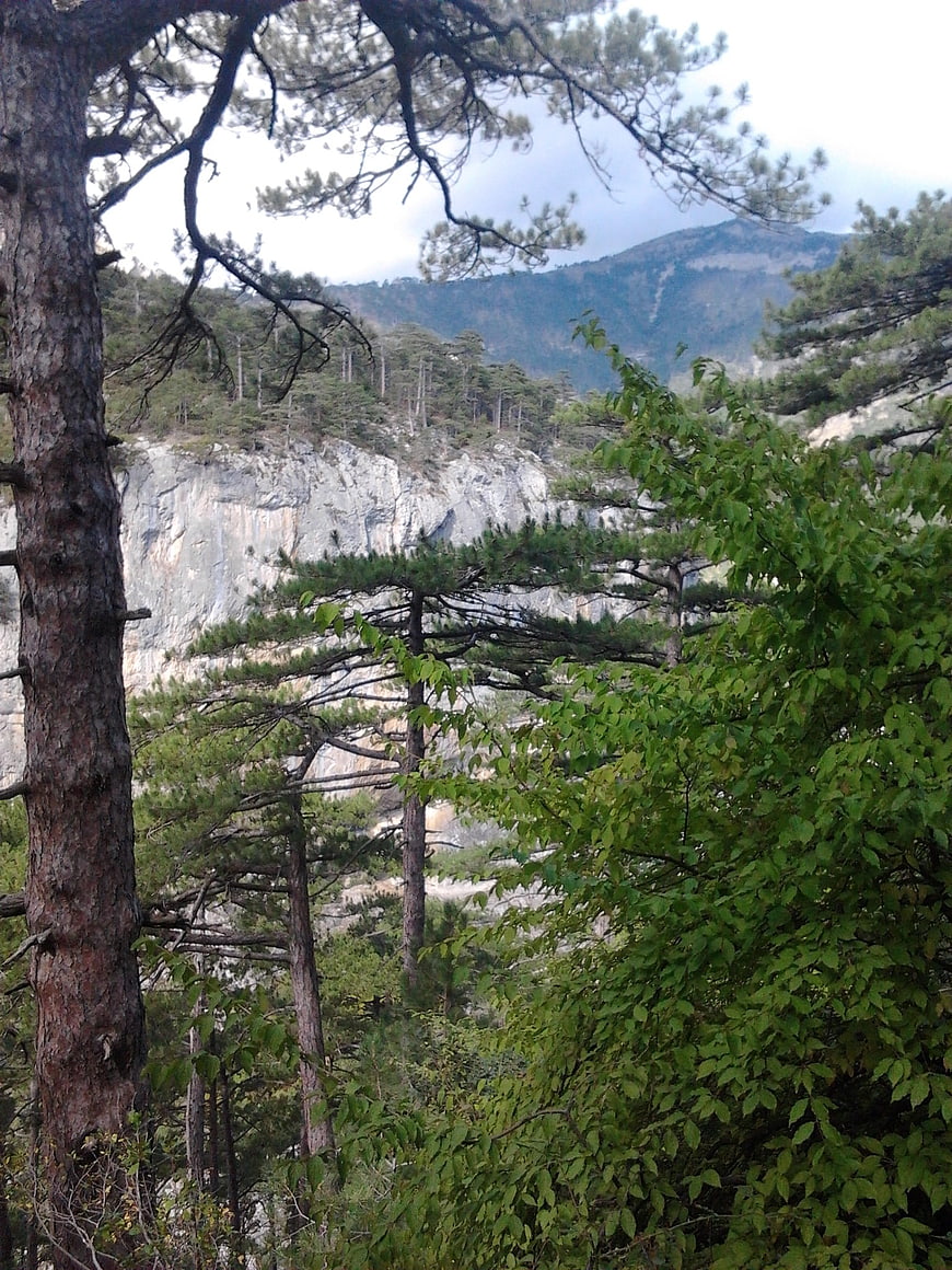Pine forest landscape with rocky cliff and mountain background