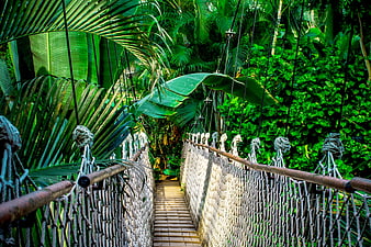 Suspension bridge path through lush tropical rainforest jungle