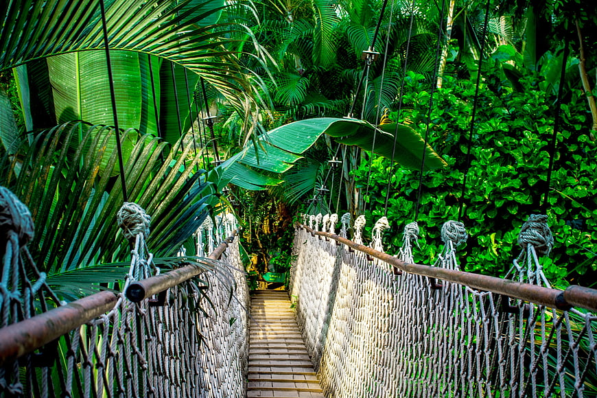 Suspension bridge path through lush tropical rainforest jungle