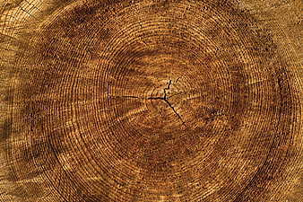 Close-up of tree stump cross-section with growth rings