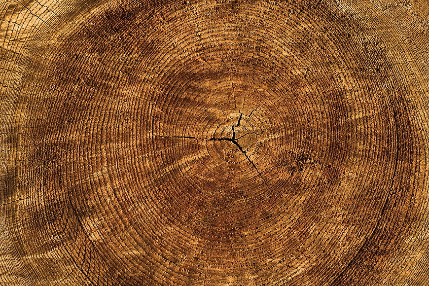 Close-up of tree stump cross-section with growth rings