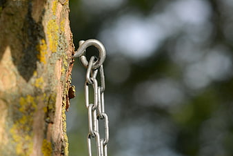 Metal Chain Hooked to Tree Trunk with Lichen