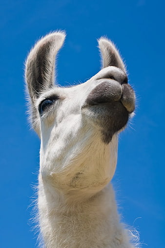 Close-up of white llama face against blue sky