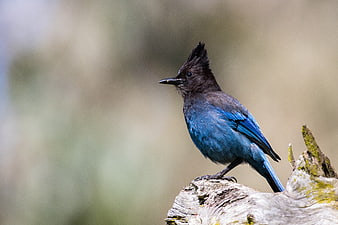 Steller's Jay perched on a weathered branch in nature
