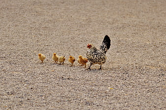 Mother Hen and Chicks Walking on Gravel