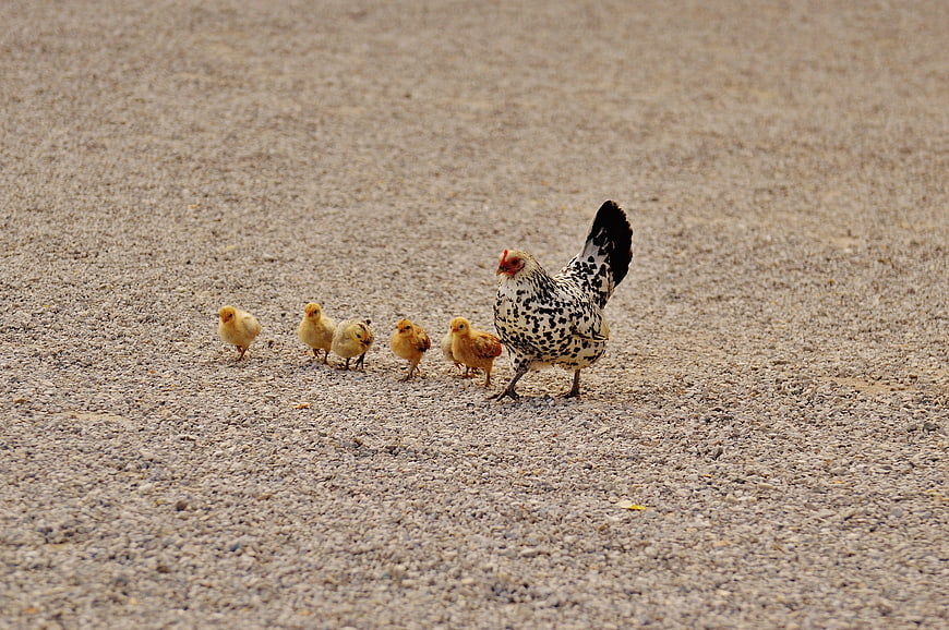 Mother Hen and Chicks Walking on Gravel
